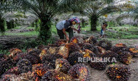 Seorang pekerja memilah buah sawit yang baru dipanen di perkebunan kelapa sawit di Barus, Kabupaten Tapanuli Tengah, Sumatera Utara, Indonesia, 13 Juli 2021. Harga minyak sawit mentah (Crude Palm Oil/CPO) diprediksi masih bertahan mahal minimal hingga Maret 2022. 