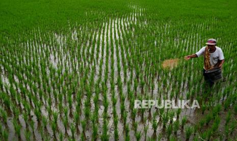 Petani menebar pupuk NPK di area persawahan Gamping , Sleman, Yogyakarta. Asisten Staf Khusus Wakil Presiden RI yang juga sekaligus Ketua Umum Insan Tani dan Nelayan Indonesia (Intani), Guntur Subagja mengatakan bahwa sektor pertanian merupakan aspek penting dalam menghadapi berbagai tantangan dan gejolak krisis pandemi covid 19 yang terus berkepanjangan. Apalagi, Indonesia baru saja dilanda serangan varian baru omicron.