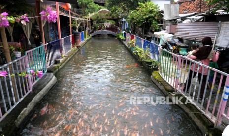 Budidaya ikan nila di saluran irigasi Kampung Dukuh, Gedongkiwo, Yogyakarta, Jumat (27/11). Warga memanfaatkan saluran irigasi menjadi kolam ikan budidaya nila sejak 2018. Awalnya saluran irigasi ini kotor dan berbau, namun kini menjadi bersih dan menjadi kolam. Dengan panjang 90 meter aliran irigasi mampu menghasilkan ikan nila sekitar 1,5 ton setiap panen.