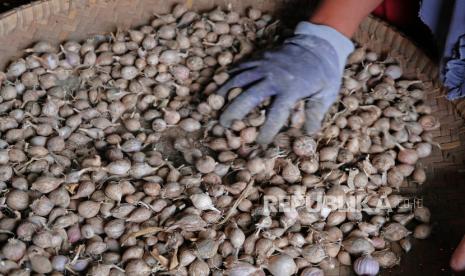 Pekerja menyortir bawang putih. Menjelang bulan Ramadhan, harga kebutuhan dapur seperti cabai dan bawang mulai bergerak naik di pasar tradisional Kota Bandar Lampung