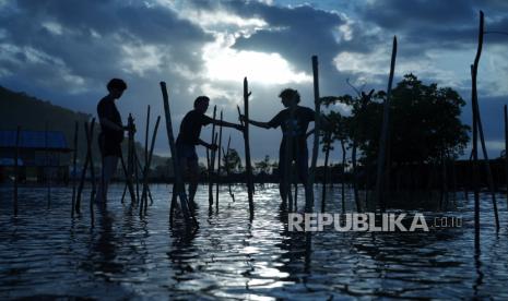 Menanam pohon mangrove 