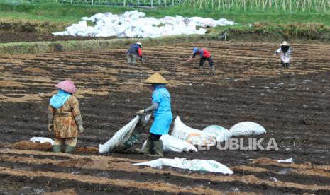 Petani menyiapkan lahan dengan menaburkan pupuk kandang di lahan pertanian di kawasan Cikole, Kecamatan Lembang, Kabupaten Bandung Barat, Jumat (5/3). PT Pupuk Kalimantan Timur (Pupuk Kaltim) atau PKT menandatangani perjanjian kerja sama pembiayaan distributor dengan Bank Syariah Indonesia (BSI) dalam memberikan kemudahan akses dan fasilitas bagi seluruh distributor Pupuk Kaltim untuk pendanaan penyaluran pupuk bagi petani. 