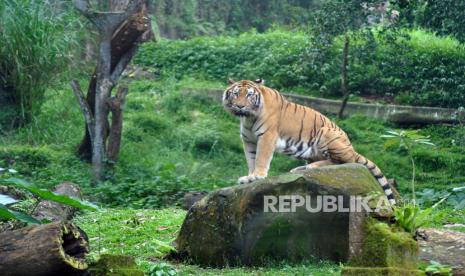 Harimau Benggala India berada di area Safari Journey, Taman Safari Indonesia (TSI) Cisarua, Kabupaten Bogor, Jawa Barat, Jumat (8/5/2020). Kondisi satwa di TSI Bogor dalam keadaan sehat dengan kebutuhan pakan sebanyak 700 Kg daging per hari dan 10 ton rumput yang didapat dari area TSI sendiri di tengah pandemi COVID-19 dan pemberlakuan Pembatasan Sosial Berskala Besar (PSBB)