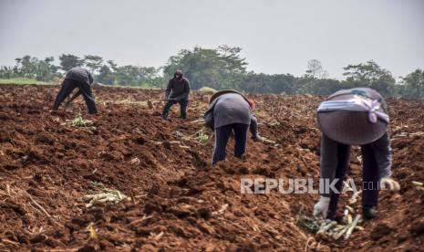 Sejumlah petani menanam benih tebu di areal perkebunan di Desa Pasirbungur, Kecamatan Purwadadi, Kabupaten Subang. Wakil Bupati Subang, Agus Maskur Rosyadi mendukung langkah Kementerian Pertanian (Kementan) dalam menyiapkan berbagai sumber air untuk menghadapi cuaca ekstrem El Nino yang diperkirakkan akan berlangsung hingga bulan Agustus mendatang. 