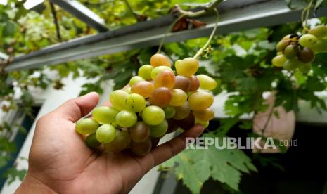 Buah anggur. Makanan tertentu dapat memperbaiki mood seseorang sekitar 16 menit setelah menyantapnya, termasuk juga buah anggur.