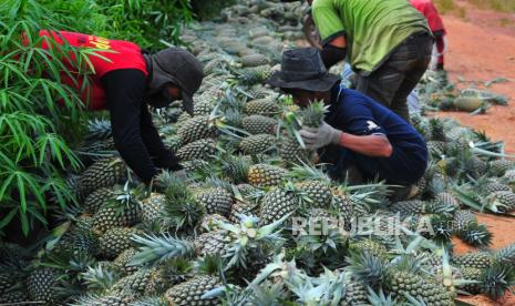 Petani memanen buah nanas di Tangkit Baru, Sungai Gelam, Muarojambi, Jambi (ilustrasi). Pasar Jepang bagi produk hortikultura terbuka lebar jika Indonesia mengetahui celah masuknya.