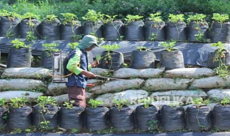 Aktivitaspetani di kebun strawberry di Jalan Tangkubanparahu, Kecamatan Lembang Kabupaten Bandung Barat, Ahad (7/6). Menteri Koperasi dan UKM, Teten Masduki, mengatakan, pembentukan korporasi petani perlu didukung banyak pihak untuk bisa mentransformasikan petani dari sebatas skala kecil menjadi pebisnis yang besar.