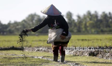 Seorang petani menaburkan pupuk di sawah selama masa tanam di Aceh Besar, Aceh 14 Juni 2022. Direktur Eksekutif Indef, Ahmad Tauhid, mendorong pemerintah untuk memperbesar mengalokasikan anggaran yang ada pada pengelolaan pupuk organik. Ilustrasi.