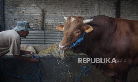 Pekerja memberi makan sapi yang dibeli Presiden Joko Widodo untuk kurban Idul Adha. Pemerintah Aceh menerima bantuan sapi qurban seberat 856 kilogram dari Presiden Joko Widodo yang disembelih pada Hari Raya Idul Adha 1441 Hijriah yang dagingnya akan dibagikan ke warga setempat.