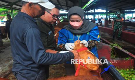 Petugas mengecek kondisi mulut sapi saat sosialisasi pencegahan wabah Penyakit Mulut dan Kuku (PMK) di Pasar Hewan Gulang, Mejobo, Kudus, Jawa Tengah, Rabu (8/1/2025). Sosialisasi serta pemberian bantuan disinfektan oleh petugas gabungan dari Dinas Pertanian dan Pangan, TNI, Polri dan BPBD tersebut bertujuan untuk percepatan pencegahan wabah virus PMK yang meningkat penyebarannya di wilayah itu. 