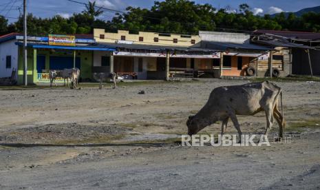 Sejumlah hewan ternak merumput di terminal kedatangan di Terminal Angkutan Darat Tipo, Palu, Sulawesi Tengah, Rabu (1/4/2020). Sejak merebaknya virus corona dan diberlakukannya jarak sosial dan anjuran menghindari tempat umum, sejumlah terminal angkutan darat kini sepi dari penumpang dan armada angkutan