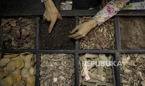 Pedagang menata tanaman herbal.