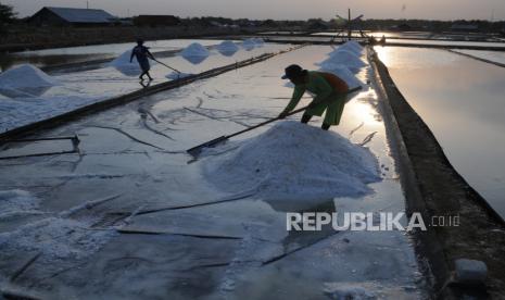 Kualitas Garam Lokal Belum Konsisten, PT Garam: Impor Perlu. Petani memanen garam di Desa Bunder, Pamekasan Jawa Timur, Rabu (7/10/2020). Hingga 22 September 2020, sebanyak 738.000 ton garam rakyat tak terserap. 