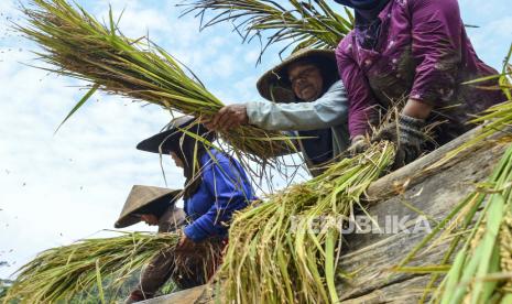 Petani merontokan padi di Kampung Cikananga, Kecamatan Cipaku, Kabupaten Ciamis. Center for Indonesia Policy Studies (CIPS), menilai, pemerintah perlu mengevaluasi efektivitas program subsidi pertanian demi mencapai ketahanan pangan. Peningkatan tahunan anggaran subsidi, dinilai CIPS tidak serta-merta mendorong peningkatan produktivitas komoditas pangan.