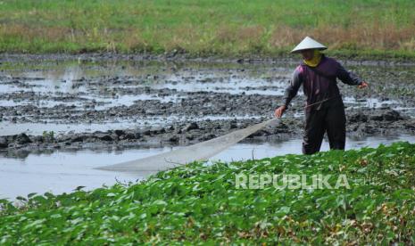 Kementerian Pertanian (Kementan) menggencarkan program optimalisasi lahan rawa, (ilustrasi)