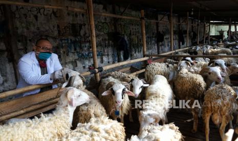 WalI Kota Minta Pengelola Hewan Qurban Jaga Kebersihan (ilustrasi).