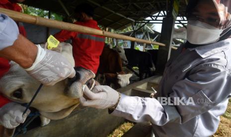 Petugas Dinas Ketahanan Pangan dan Pertanian (DKPP) Kota Bogor memeriksa kesehatan hewan ternak sapi saat vaksinasi penyakit mulut dan kuku (PMK) dosis kedua di Bangun Tani Hias, Kelurahan Katulampa, Kota Bogor, Jawa Barat, Selasa (2/8/2022). Ketua Tim Satgas Wiku Adisasmito sebut Indonesia mampu mengendalikan wabah PMK.