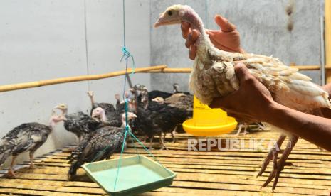 Peternak memeriksa kondisi ayam kalkun (Meleagris gallopavo) di Desa Undaan Tengah, Kudus, Jawa Tengah, Selasa (19/10/2021). Budidaya ayam kalkun yang dijual dengan harga jual Rp200 ribu hingga Rp350 ribu per ekor tersebut banyak diminati warga karena tingginya permintaan pasar, khususnya untuk kebutuhan kuliner dan hiasan. 