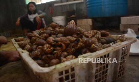 Hukum Makan Bekicot dalam Pandangan Mazhab Syafi'i. Foto: Pekerja mengeluarkan daging bekicot dari cangkangnya di Dusun Tunggulmoro, Desa Kutoporong, Kecamatan Bangsal, Kabupaten Mojokerto, Jawa Timur, Sabtu (20/6/2020). Penjual daging becikot kini hanya bisa memasarkan 25 kg dari sebelumnya 1 ton per dua hari karena masih banyak warung yang menjual olahan daging tersebut tutup selama pandemi Covid-19.