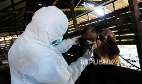 Seekor sapi menjalani pemeriksaan kesehatan mulut oleh dokter hewan, (ilustrasi).