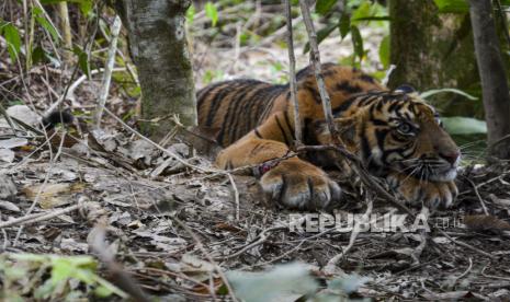 Seekor anak Harimau Sumatera (Panthera Tigris Sumatrae)  terkena jerat di Desa Gulo, Darul Hasanah, Aceh Tenggara, Aceh,  Sabtu (23/1/2021). 