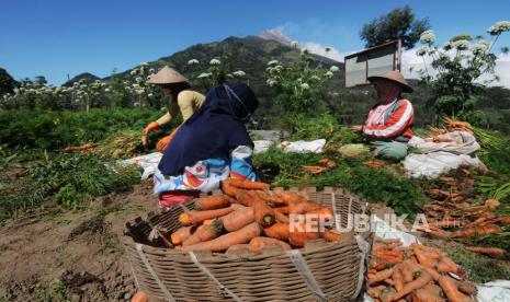 Sejumlah petani di lereng Gunung Merbabu dan Merapi di Kecamatan Selo Kabupaten Boyolali, Jawa Tengah, mengatakan curah hujan tinggi menyebabkan kualitas hasil panen komoditas sayuran wortel menurun. Akibatnya, harga wortel merosok yang cukup signifikan. (Foto ilustrasi petani wortel di lereng Gunung Merbabu)