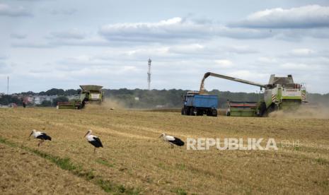 Bangau berjalan di depan pemanen di ladang gandum di desa Zghurivka, Ukraina, Selasa, 9 Agustus 2022. Moskow mendesak PBB membantu meringankan sanksi yang menekan ekspor pangan dan pupuk Rusia.