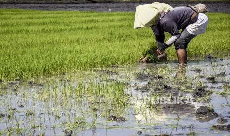 Petani menggarap sawahnya, ilustrasi. Badan Pusat Statistik (BPS) mencatat laju nilai tukar petani (NTP) pada Juni 2020 mulai mengalami kenaikan . Foto: Abdan Syakura/Republika