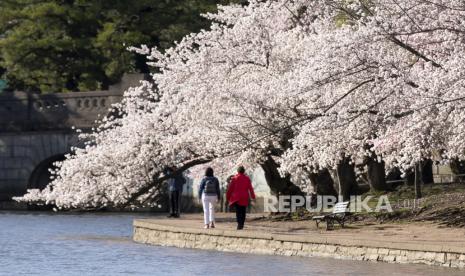 Seorang pengunjung ke Tidal Basin melihat bunga sakura bermekaran di Washington, DC, AS, 29 Maret 2021.