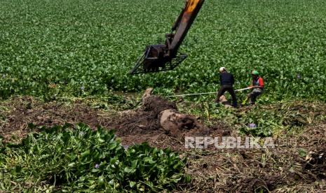 Pekerja dengan alat berat membersihkan tanaman eceng gondok yang menutupi hampir seluruh permukaan sungai (ilustrasi)