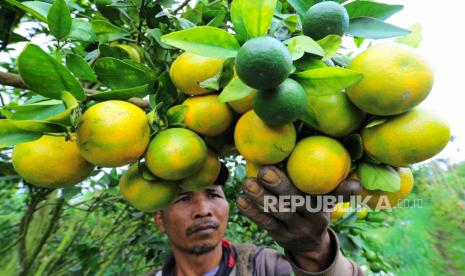 Petani menunjukkan buah jeruk. Konsumsi buah sitrus sangat baik untuk mengembalikan imunitas di masa pemulihan pascaterpapar Covid-19.