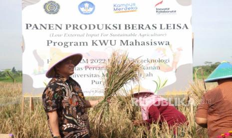 Fakultas Pertanian dan Perikanan (FPP) Universitas Muhammadiyah Purwokerto (UMP) melakukan panen perdana produksi beras Low External Input Sustainable Agriculture (LEISA) di lahan percobaan Desa Karangsari, Kecamatan Kembaran, Banyumas, Kamis, (26/1/2023). 