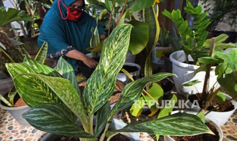 Penjual Tanaman Hias di Solok Keluhkan Mulai Sepi Pembeli (ilustrasi)