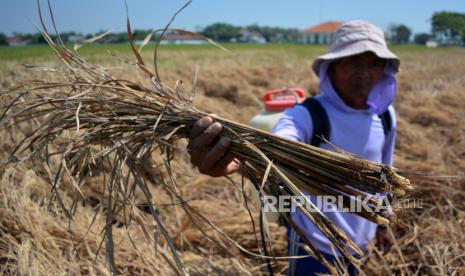 Petani menunjukkan padi yang mati. (Ilustrasi)