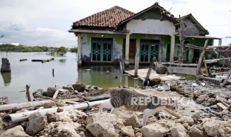  Seekor kucing berjalan melewati sebuah rumah kosong yang dikelilingi air akibat naiknya permukaan laut dan penurunan tanah di desa Sidogemah, Jawa Tengah, Senin (8/11/2021). Para pemimpin dunia berkumpul di Skotlandia pada pertemuan puncak iklim PBB, yang dikenal sebagai COP26, untuk mendorong negara-negara meningkatkan upaya mereka untuk mengekang perubahan iklim. 