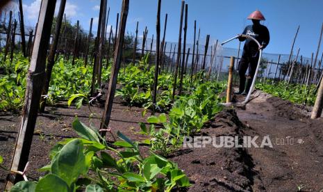 Petani menyiram tanaman cabai di lahan pertanian pesisir Bantul, Yogyakarta, Selasa (30/6). Warga pesisir Selatan Bantul berhasil mengembangkan pertanian pesisir. Komoditas seperti cabai, bawang merah, dan sayuran menjadi pilihan utama petani di sana.