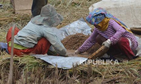 Petani menjemur padi yang dipanen di sawah.