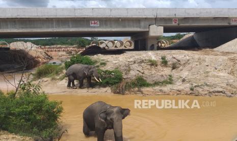 Sejumlah gajah Sumatera (elephas maximus sumatranus) melintasi terowongan di bawah jalur Tol Pekanbaru-Dumai, Provinsi Riau, pada 10 Februari 2020.