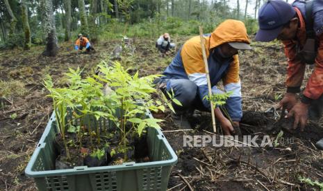 Menanam bibit pohon (ilustrasi). Pemerintah Kabupaten Bangka Tengah, Provinsi Kepulauan Bangka Belitung, melakukan penanaman sebanyak 2.000 bibit pohon di lahan kritis.