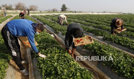 Petani Palestina memetik stroberi segar dari kebun keluarganya, pada dini hari di Beit Lahiya, Jalur Gaza utara, Rabu, 6 Januari 2021.