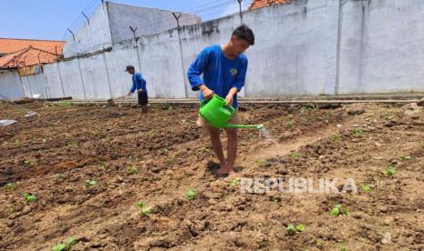  Sejumlah warga binaan Lapas Indramayu dilibatkan dalam kegiatan pertanian di lingkungan Lapas Indramayu, Sabtu (18/3/2023). 