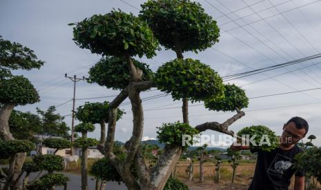 Pepohonan di ruang terbuka hijau (ilustrasi) 