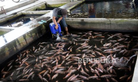  Manfaat Makan Ikan. Foto: Pedagang menambah stok ikan di kolam penampungan Pasar Ikan Segar Nogotirto, Gamping, Sleman, Yogyakarta