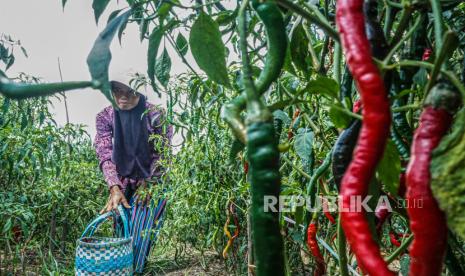 Petani cabai keriting siap memanen hasil kebunnya (ilustrasi). Dinas Pertanian dan Pangan Kabupaten Gunungkidul, Daerah Istimewa Yogyakarta, melakukan gerakan menanam cabai seluas 20 hektare di Kecamatan (Kapanewon) Playen dan Wonosari dalam rangka memenuhi kebutuhan komoditas tersebut di pasar lokal.