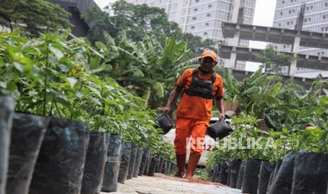 Seorang petugas Penanganan Prasarana dan Sarana Umum (PPSU) memindahkan bibit cabai sumbangan dari Bank Indonesia (BI) untuk didistribusikan ke sejumlah wilayah DKI Jakarta di lahan Poktan Cikini 73, Jalan Cikini Raya, Jakarta, Jumat (8/12/2023). Bank Indonesia (BI) menyalurkan bantuan 10 ribu bibit cabai bagi para penggiat pertanian perkotaan untuk mewujudkan ketahanan pangan warga Jakarta dan menjaga angka inflasi.