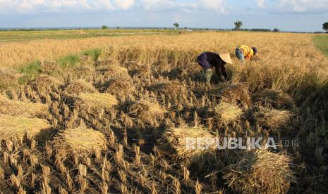 Provinsi Kalimantan Selatan (Kalsel) berhasil melakukan panen raya padi IP 200, yaitu program uji coba tanam padi dua kali dalam satu tahun di Kabupaten Tapin. (ilustrasi)