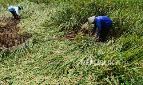 Petani memanen lebih awal padi yang roboh akibat hujan disertai angin di Ngindeng, Sawoo, Ponorogo, Jawa Timur, Ahad (3/3/2024). Menurut petani, panen padi seharusnya dilakukan pada saat tanaman berumur 95 hari, namun sejumlah petani yang tanaman padinya roboh terpaksa memanen dua minggu lebih awal meskipun hasil panen mengalami penurunan dari 8,4 ton menjadi tujuh ton per hektare guna menghindari kerugian lebih besar akibat kerusakan gabah. 