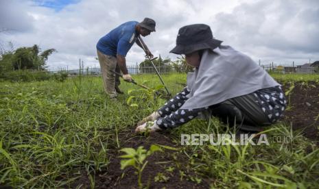 Anggota Kelompok Tani Tumbuh Mandiri menggarap lahan untuk ditanami tanaman cabai di Jalan Raden Demang Hardjakusumah, Citereup, Kota Cimahi, Provinsi Jawa Barat, Kamis (16/2/2023). Kelompok Tani Tumbuh Mandiri yang beranggotakan 26 orang penyandang disabilitas tersebut memanfaatkan lahan kosong untuk dijadikan lahan pertanian. Hal tersebut bertujuan untuk melatih kemandirian penyandang disabilitas serta bentuk upaya ketahanan pangan dan meningkatkan kesejahteraan anggota.