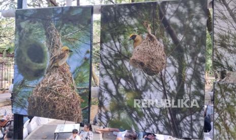 Sejumlah foto karya Anang Batas yang dipamerkan dalam pameran Fotodidak: Terpanjat Tak Terperanjat di Wisdom Park UGM, Sabtu (12/8/2023).