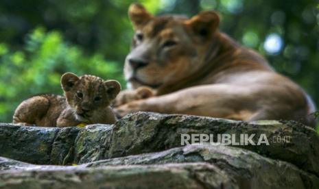 Seekor anak singa (Panthera leo) bersama induknya 